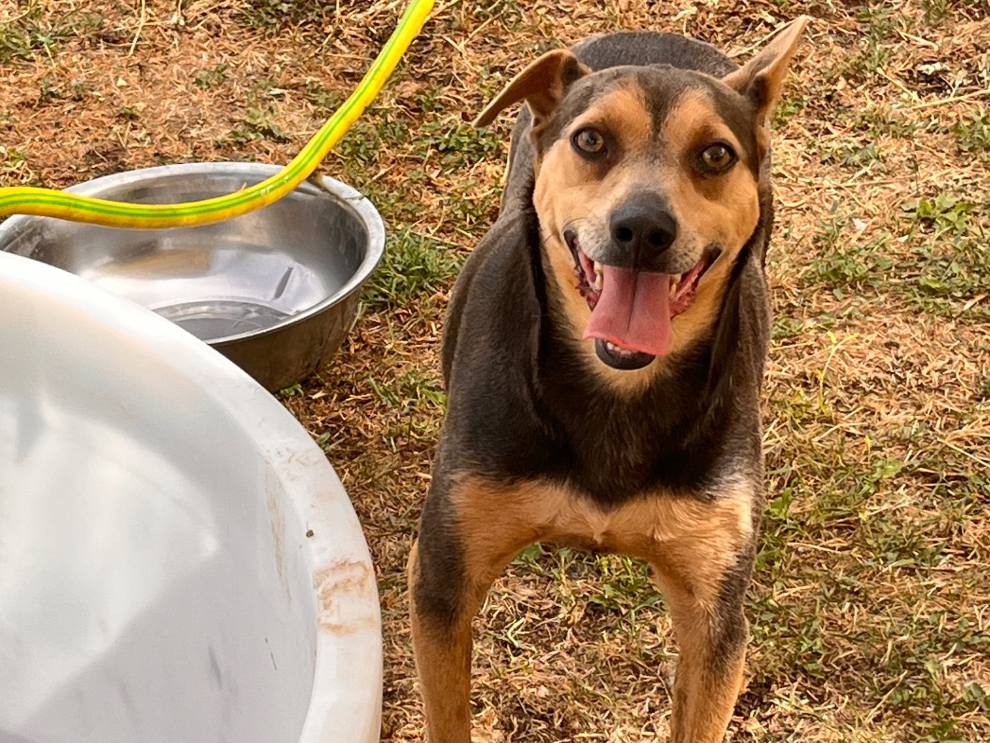 Vuoi adottare un cane a Salerno?