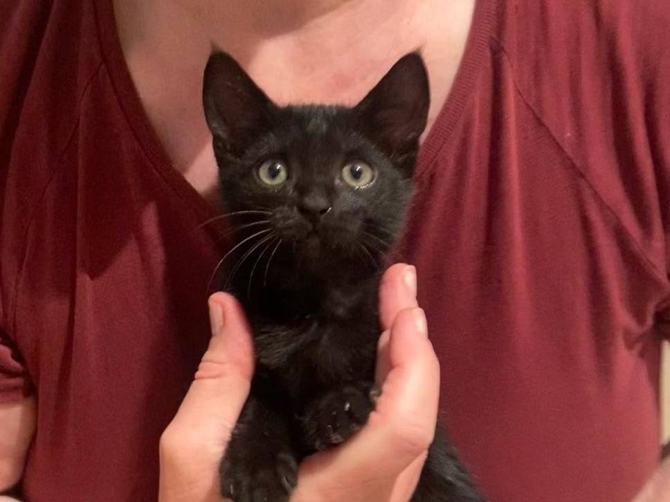 Adozione gatto, femmina, Razza sconosciuta Razza sconosciuta, 2 mesi, taglia non valida, Vicenza