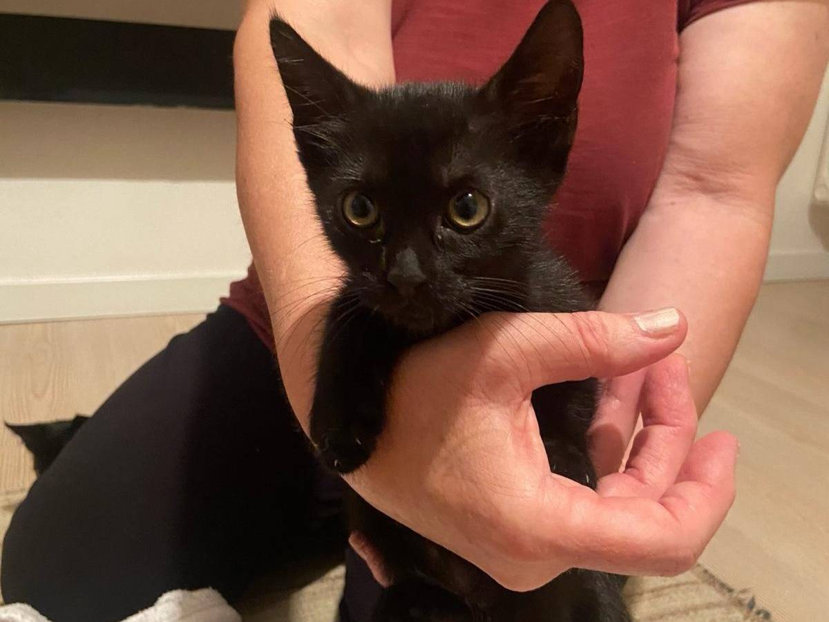 Adozione gatto, femmina, Razza sconosciuta Razza sconosciuta, 2 mesi, taglia non valida, Vicenza
