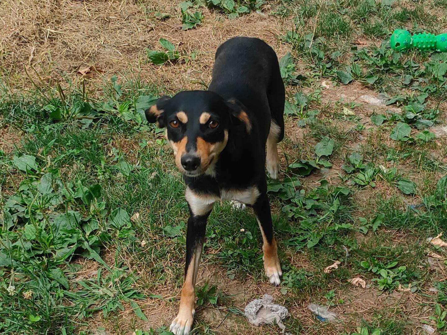 Adozione cane, femmina, Pinscher Razza sconosciuta, 1 anno e 3 mesi, taglia piccola, Cuneo