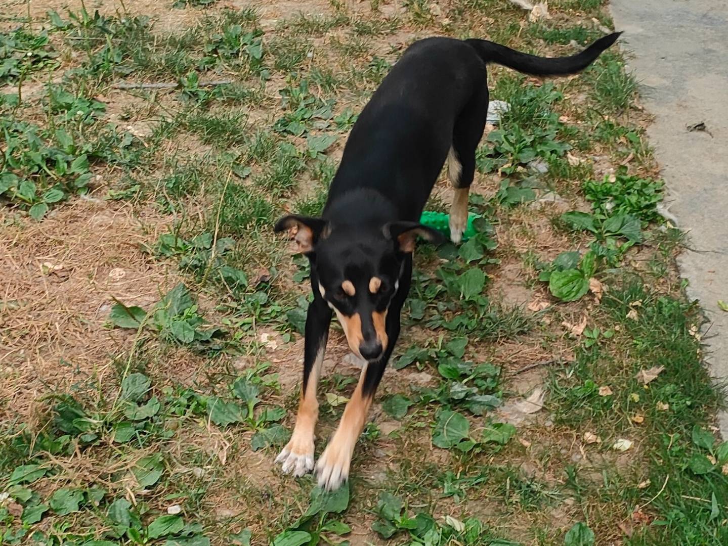 Adotta un cane, femmina, 1 anno e 3 mesi, Cuneo