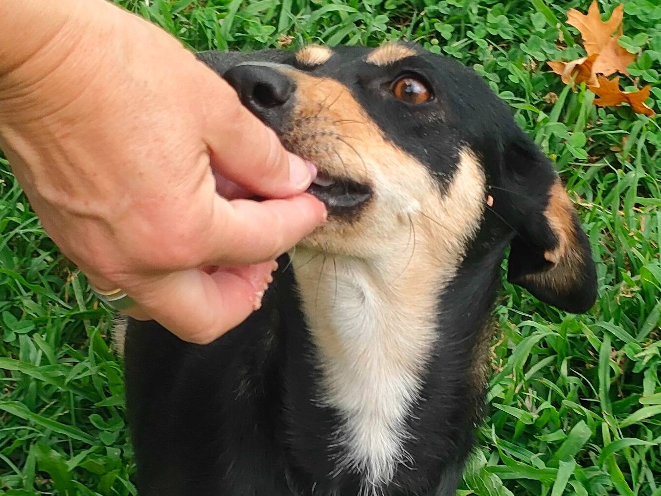 Adotta un cane, taglia piccola, femmina, Cuneo