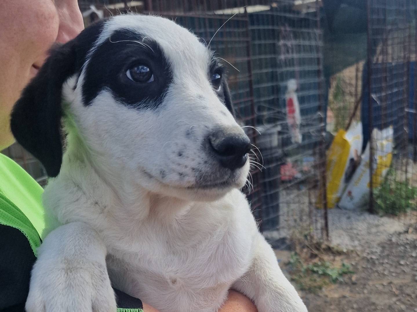 Adozione cane, maschio, Razza sconosciuta Razza sconosciuta, 3 mesi, taglia media, Palermo