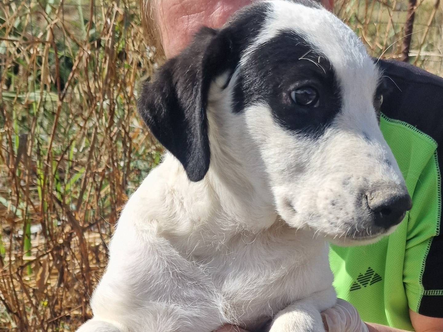 Adotta un cane, maschio, 3 mesi, Palermo