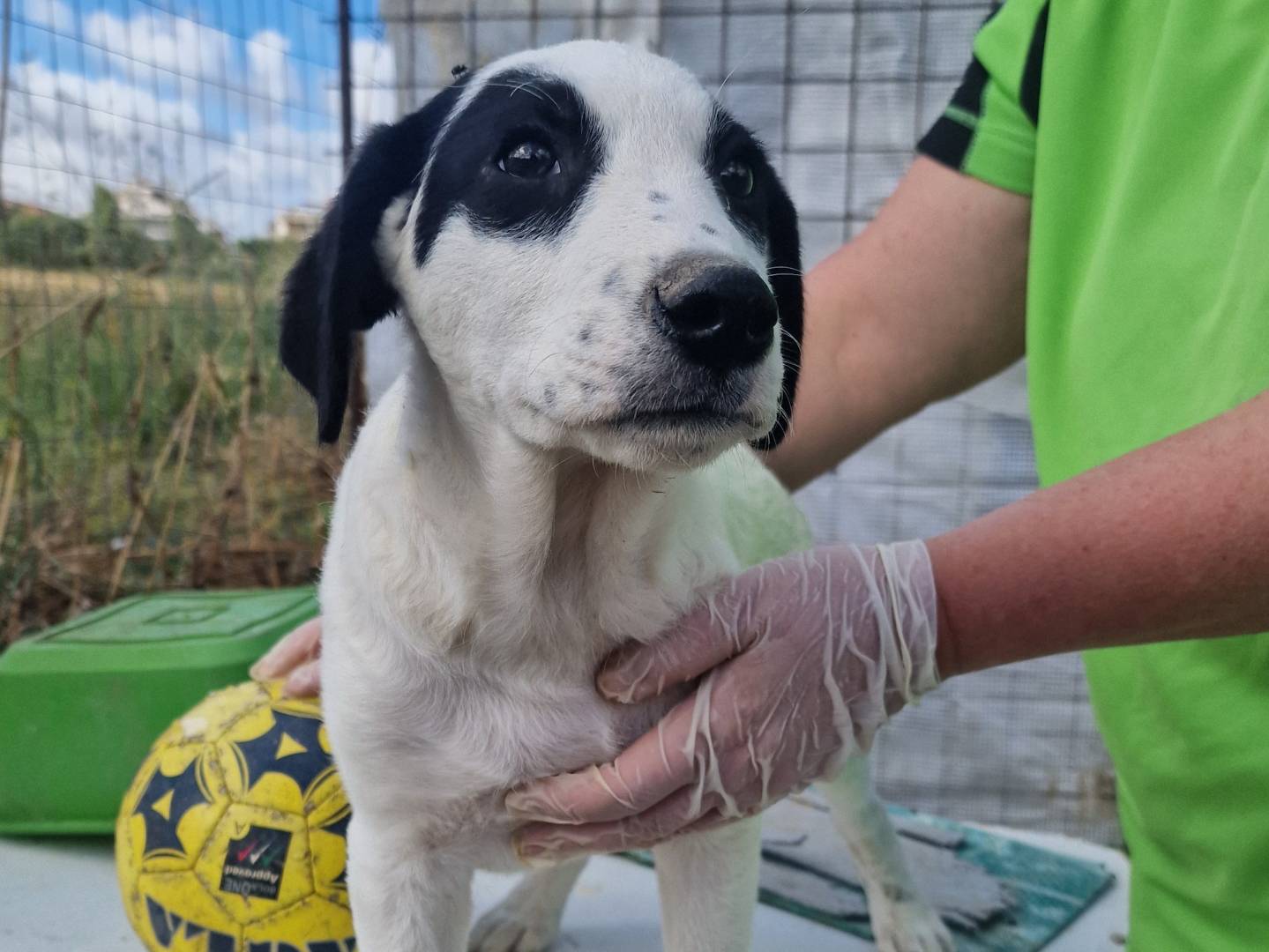 Adotta un cane, taglia media, maschio, Palermo