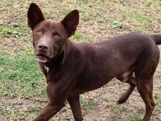 Vuoi adottare un cane a Pavia?