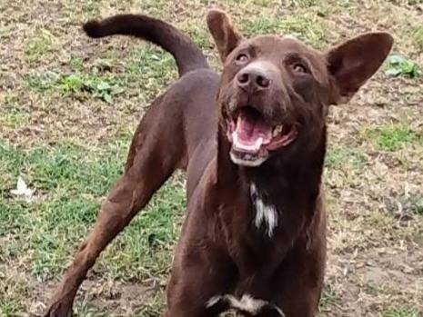 Adotta il cane Aron a Pavia