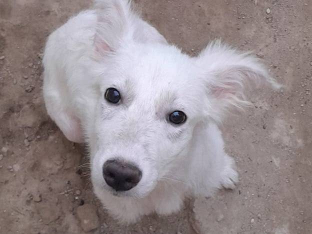 Adozione cane, femmina, Razza sconosciuta Razza sconosciuta, 4 mesi, taglia media, Varese