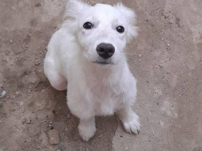 Adotta un cane, taglia media, femmina, Varese