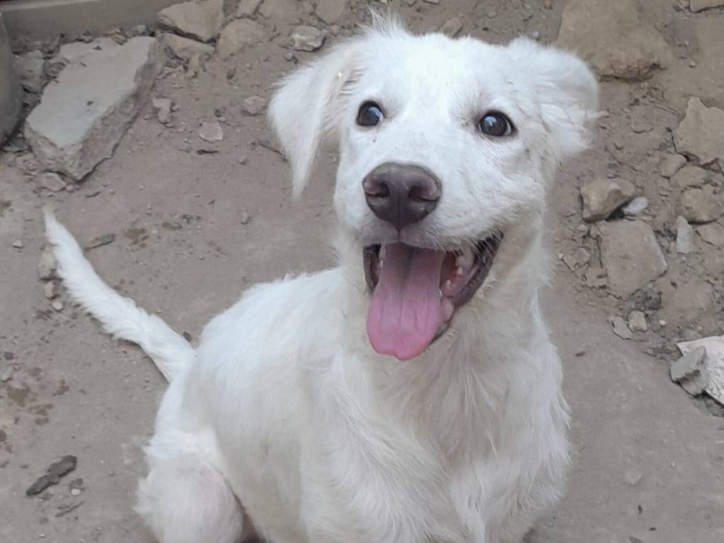 Vuoi adottare un cane a Varese?