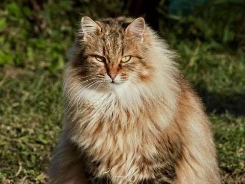 Adozione gatto, femmina, Razza sconosciuta Razza sconosciuta, 5 anni e 2 mesi, taglia non valida, Torino