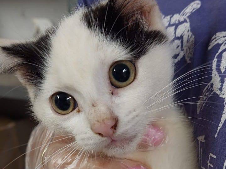 Vuoi adottare un gatto a Trento?