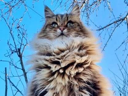Adotta un gatto, femmina, 5 anni e 2 mesi, Torino