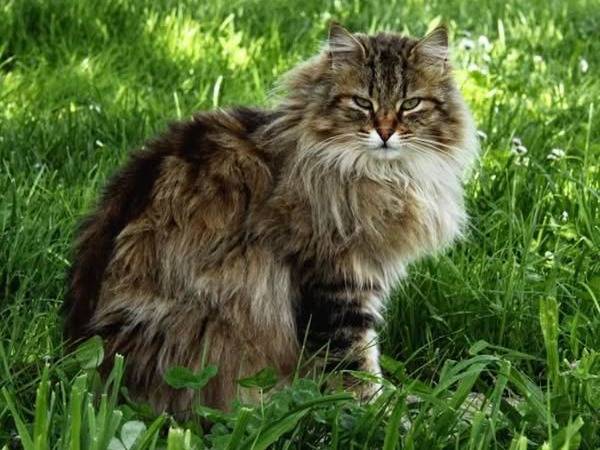Adotta un gatto, taglia non valida, femmina, Torino