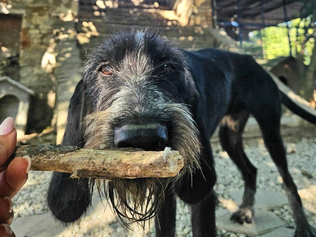 Adotta un cane, maschio, 2 anni e 3 mesi, Teramo
