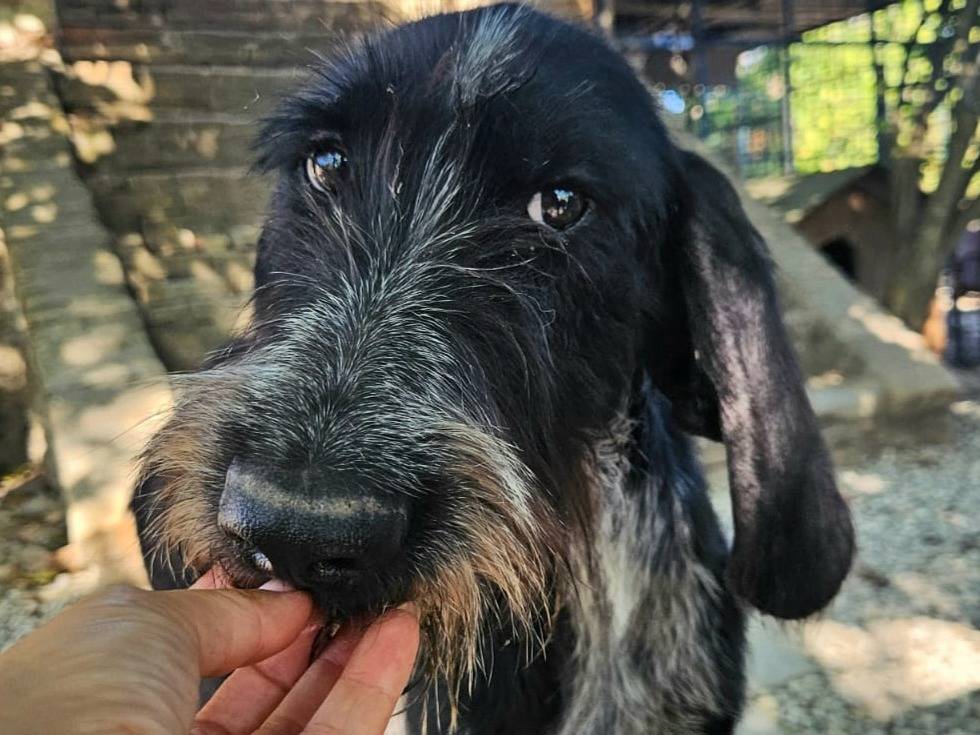 Adotta un cane, taglia media, maschio, Teramo
