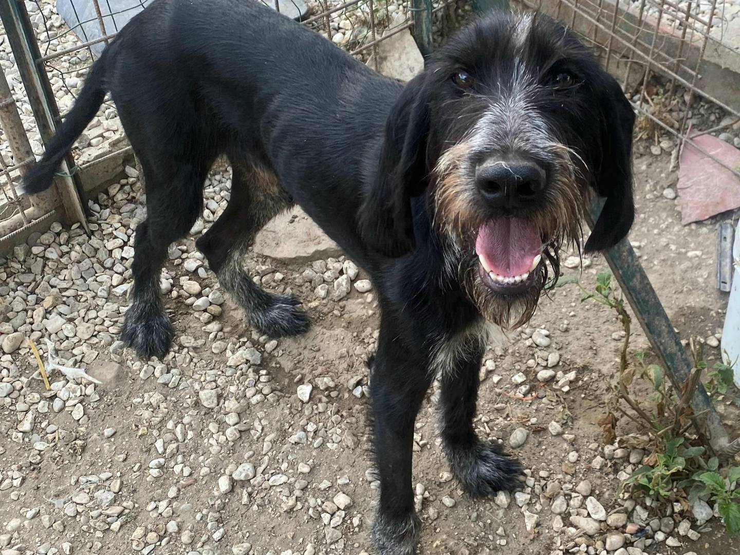 Vuoi adottare un cane a Teramo?