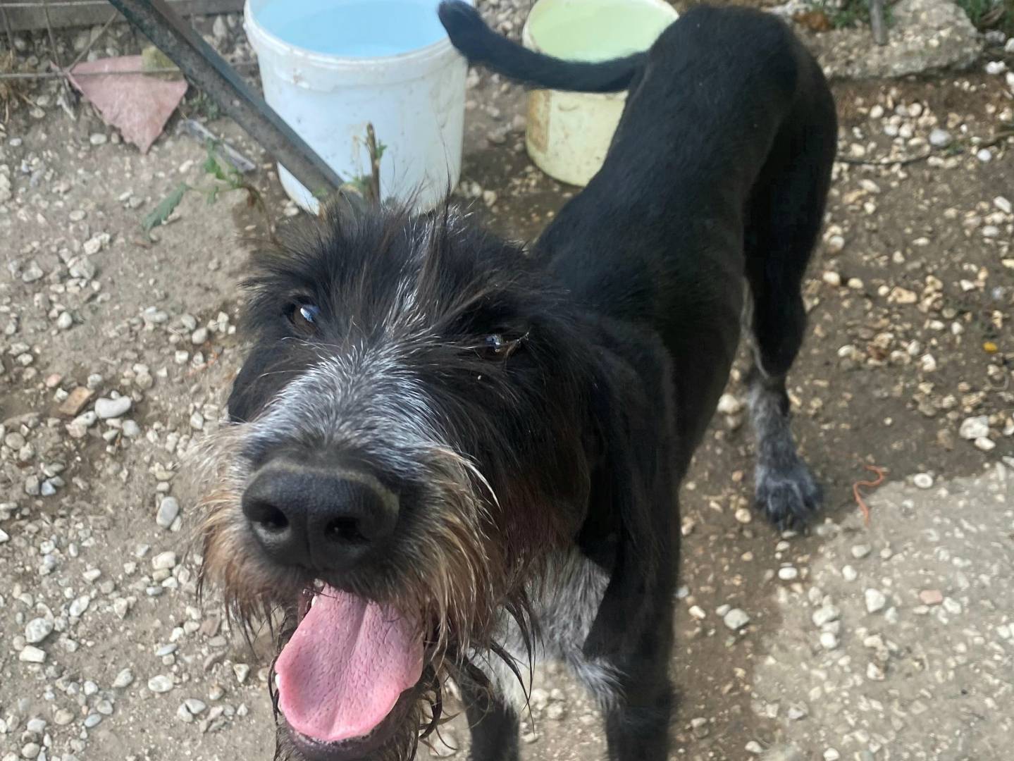 Adotta il cane Iacopo a Teramo