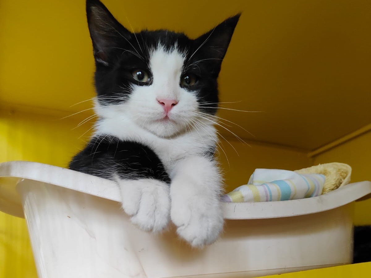 Adozione gatto, maschio, Razza sconosciuta Razza sconosciuta, 3 mesi, taglia non valida, Brescia