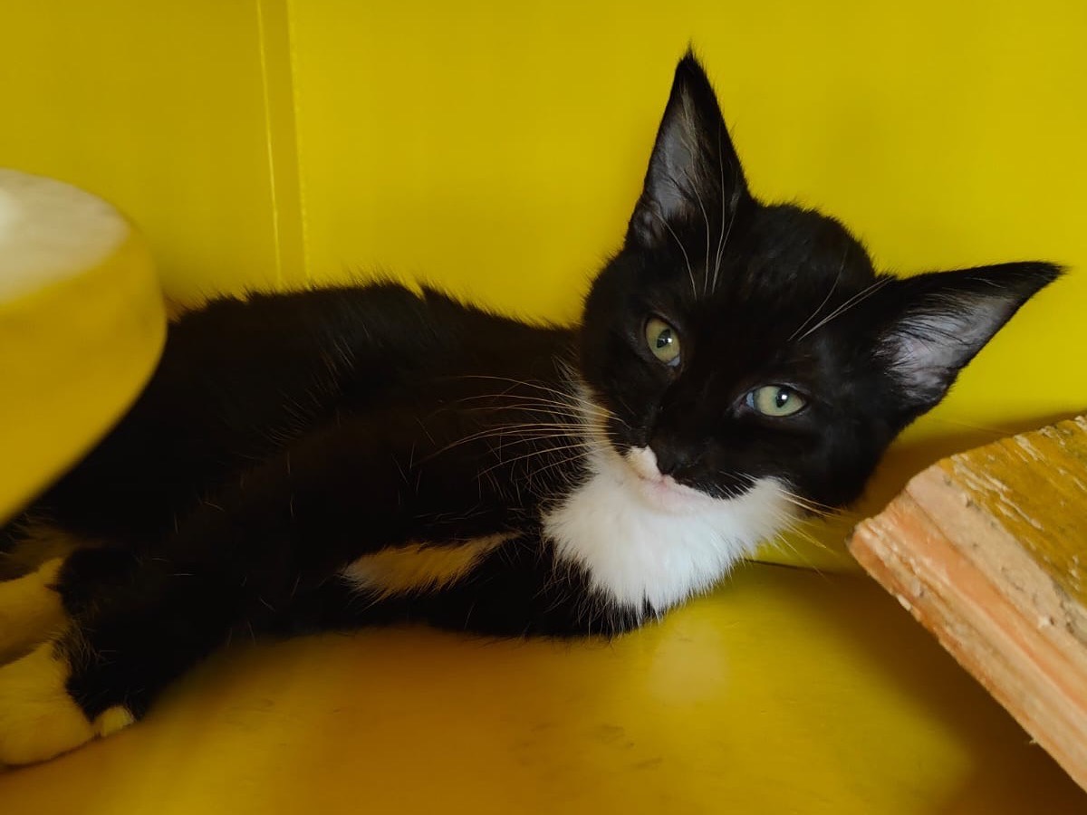Adozione gatto, femmina, Razza sconosciuta Razza sconosciuta, 3 mesi, taglia non valida, Brescia