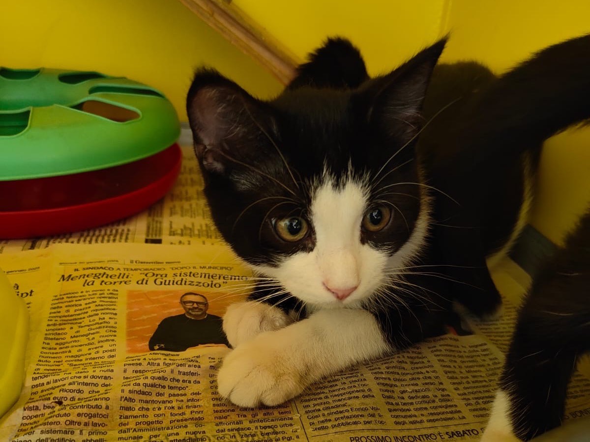Adozione gatto, maschio, Razza sconosciuta Razza sconosciuta, 3 mesi, taglia non valida, Brescia