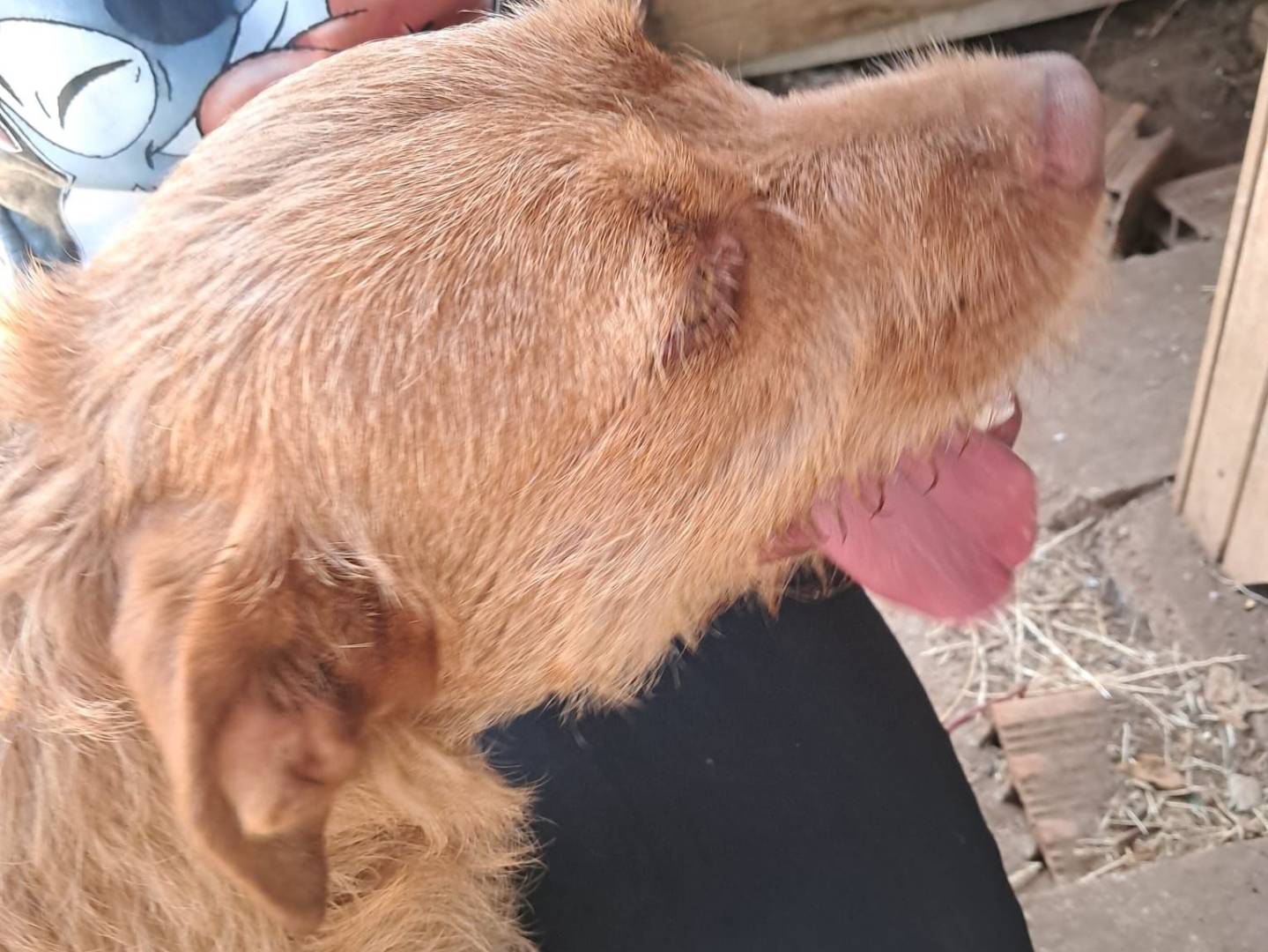 Adotta un cane, femmina, 2 anni e 1 mese, Latina