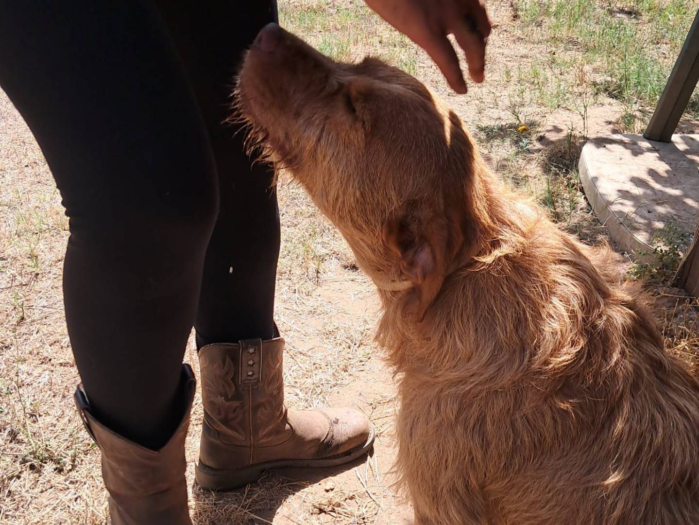 Adotta un cane, taglia media, femmina, Latina