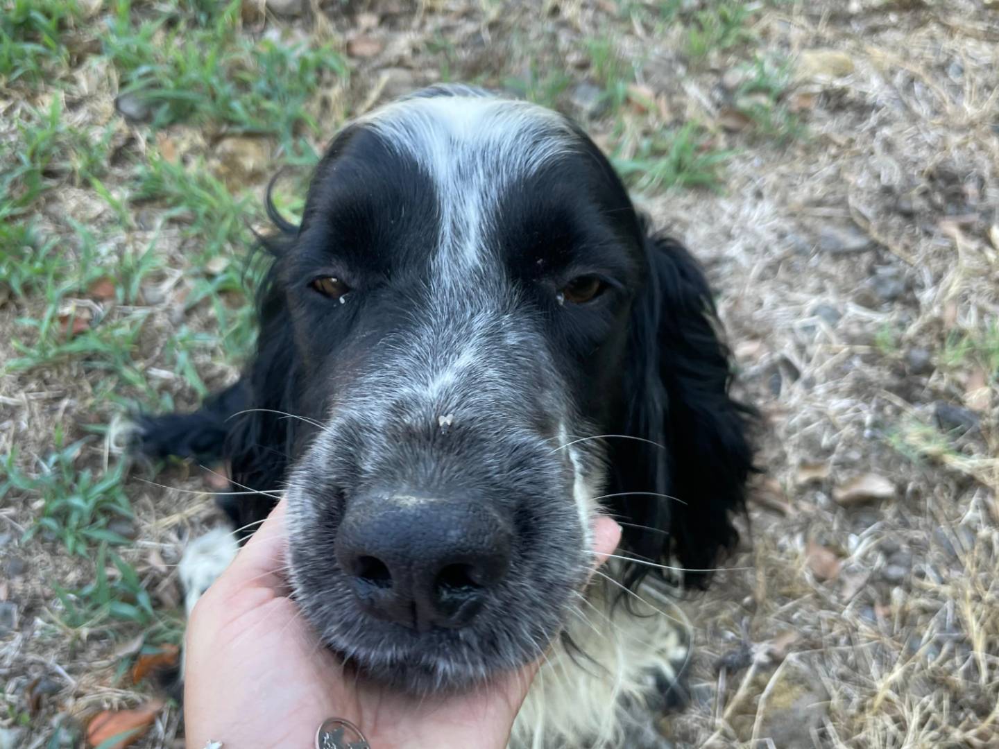 Adozione cane, maschio, Spaniel Razza sconosciuta, 5 anni e 1 mese, taglia media, Latina