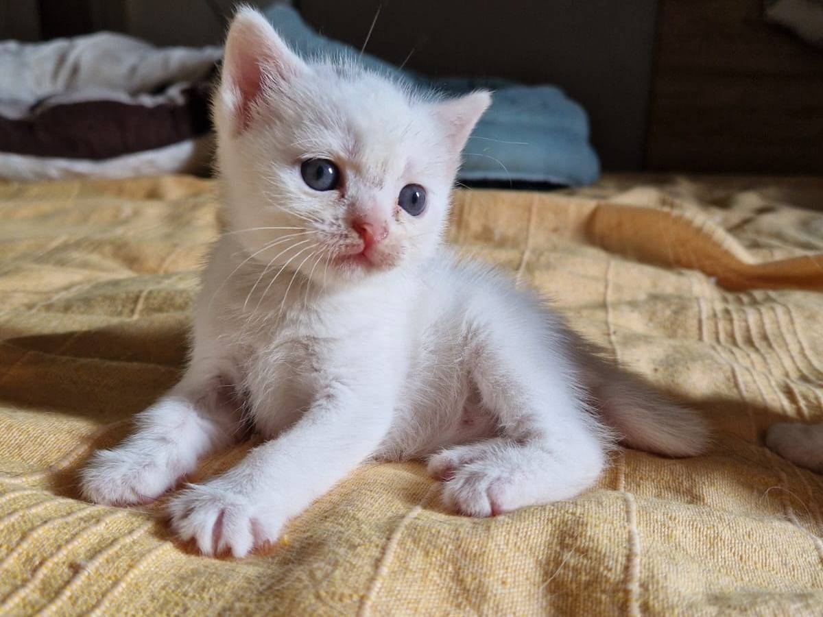 Adozione gatto, femmina, British Shorthair  Razza sconosciuta, 2 settimane, taglia non valida, Frosinone