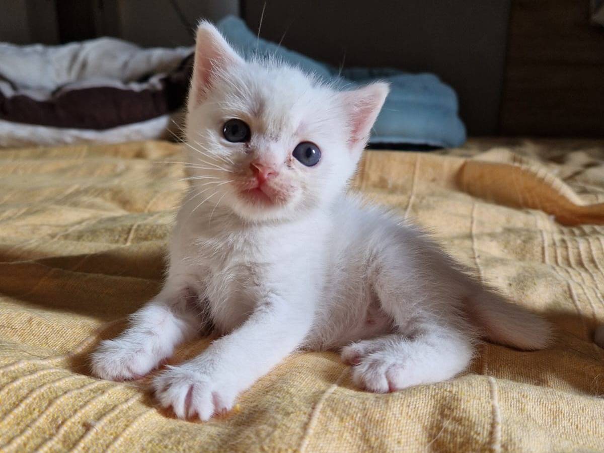 Adotta un gatto, femmina, 2 settimane, Frosinone