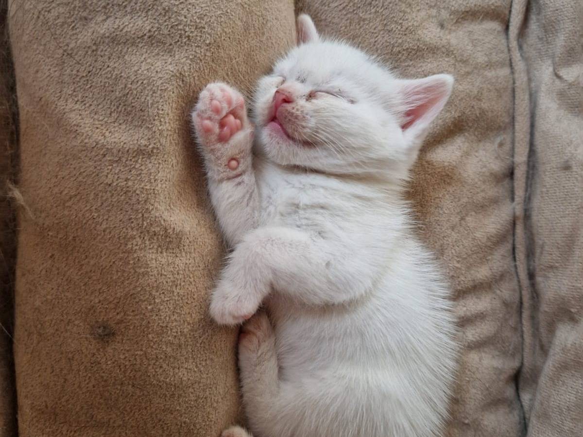 Adotta un gatto, taglia non valida, femmina, Frosinone