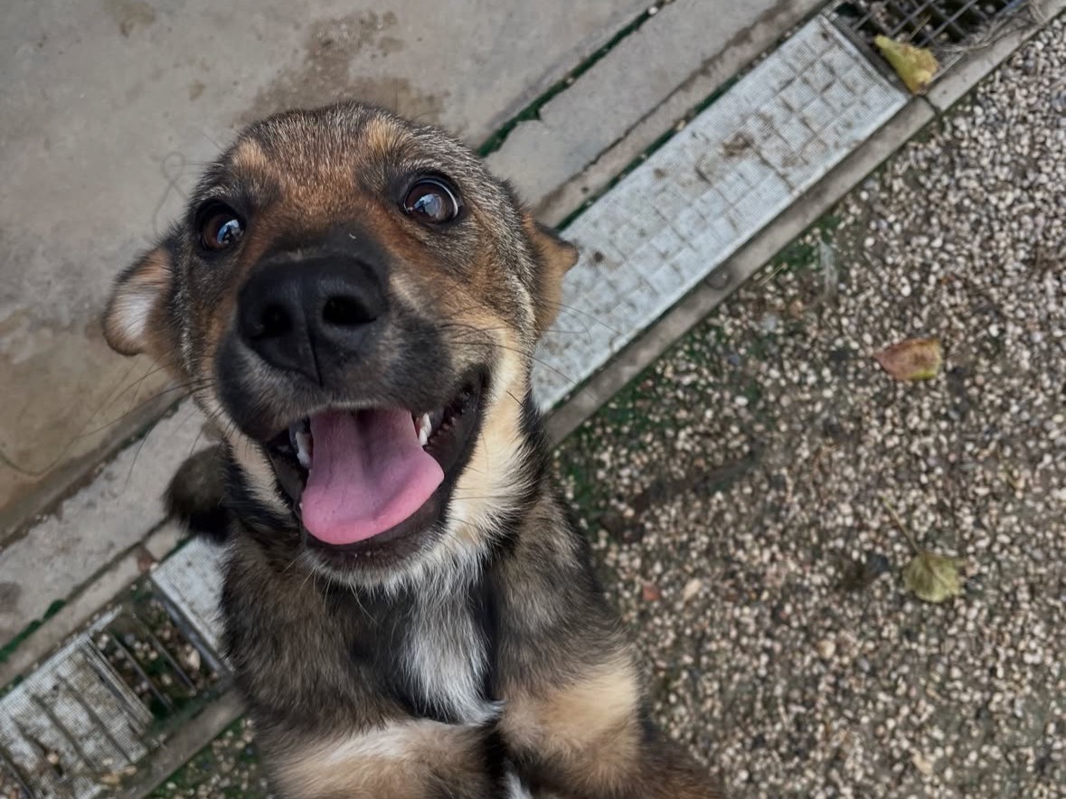 Vuoi adottare un cane a Treviso?