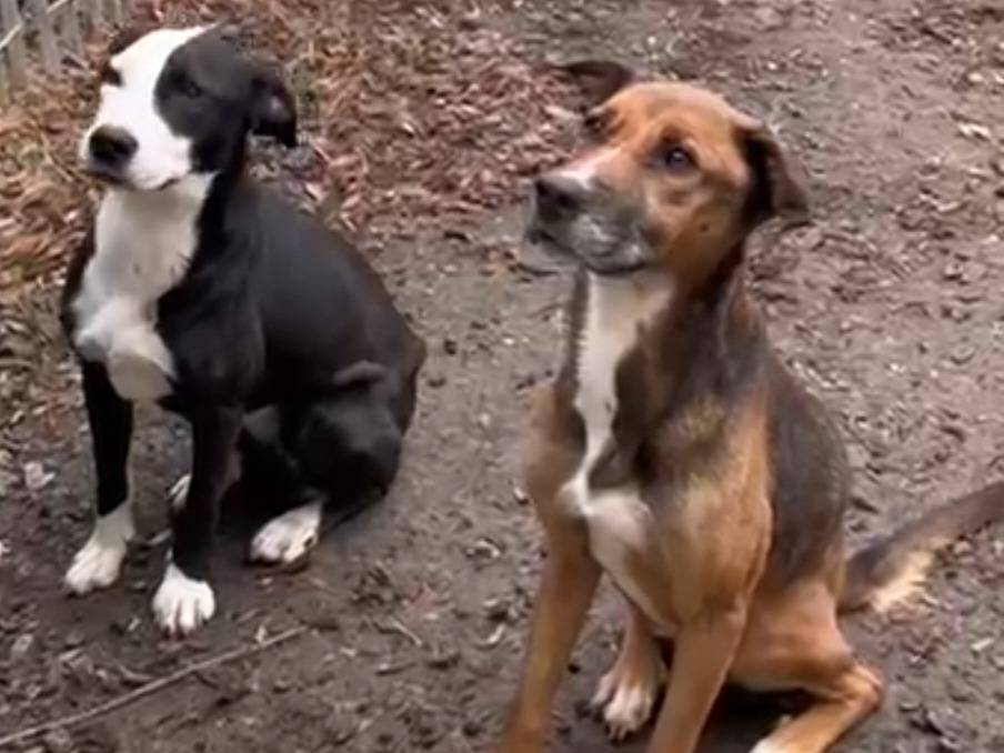 Adotta un cane, femmina, 6 anni e 10 mesi, Parma