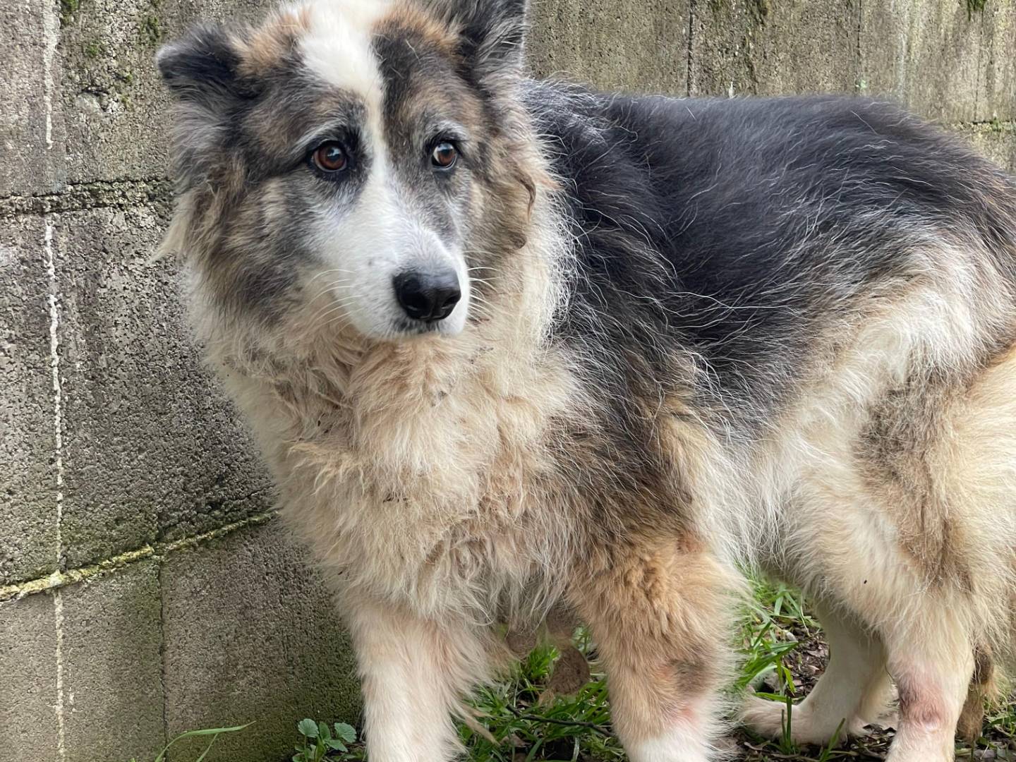 Adozione cane, femmina, Razza sconosciuta Razza sconosciuta, 6 anni e 5 mesi, taglia media, Latina