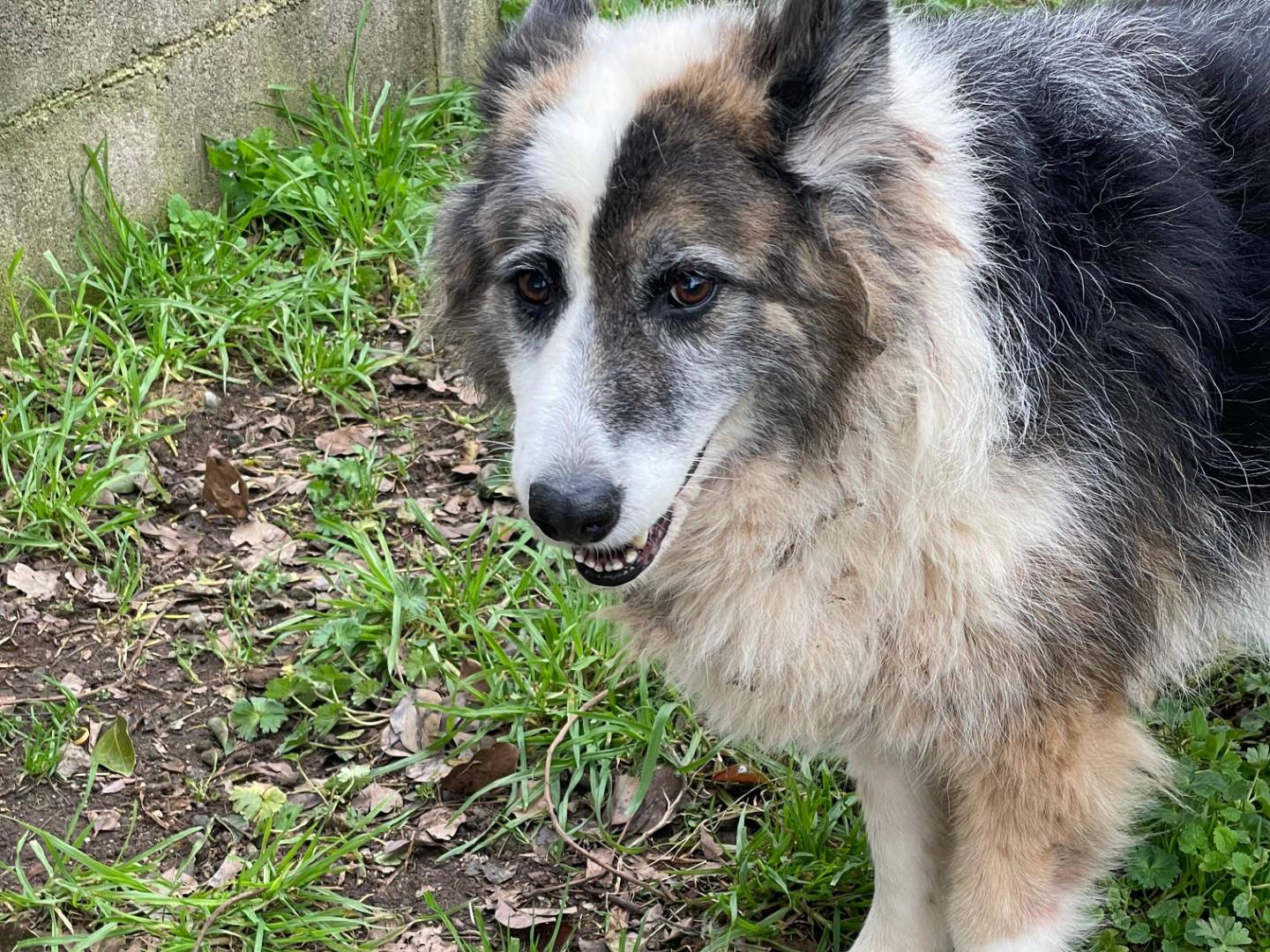 Adotta un cane, femmina, 6 anni e 5 mesi, Latina