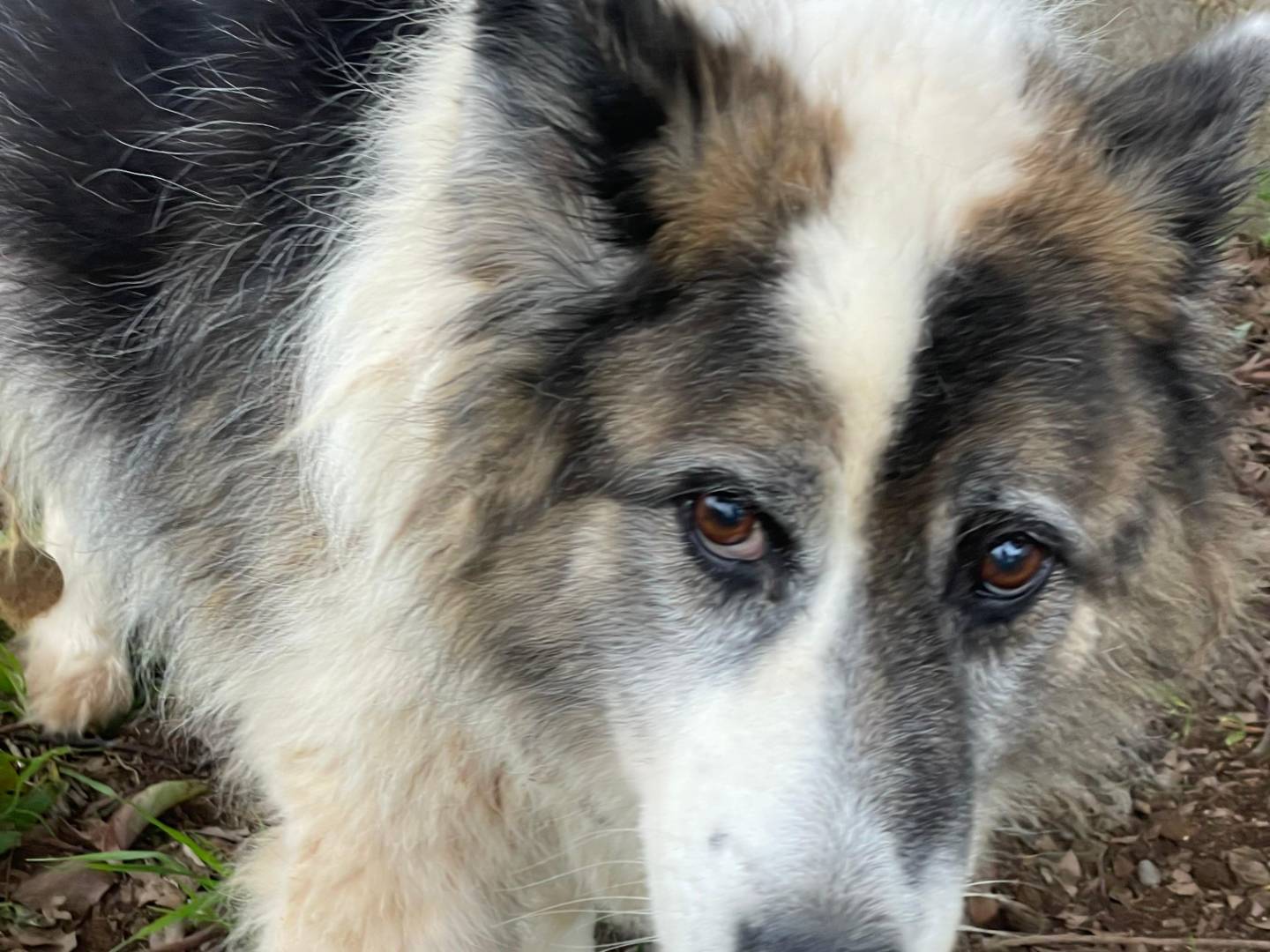 Adotta un cane, taglia media, femmina, Latina