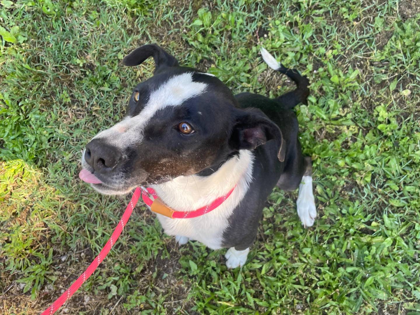Adozione cane, maschio, Razza sconosciuta Razza sconosciuta, 5 anni e 6 mesi, taglia media, Latina
