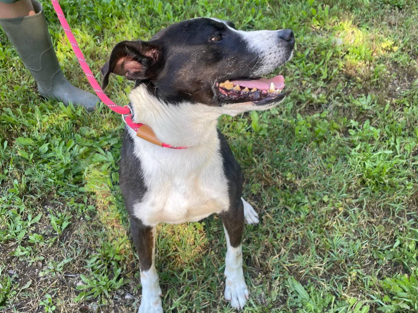 Adotta un cane, maschio, 5 anni e 6 mesi, Latina