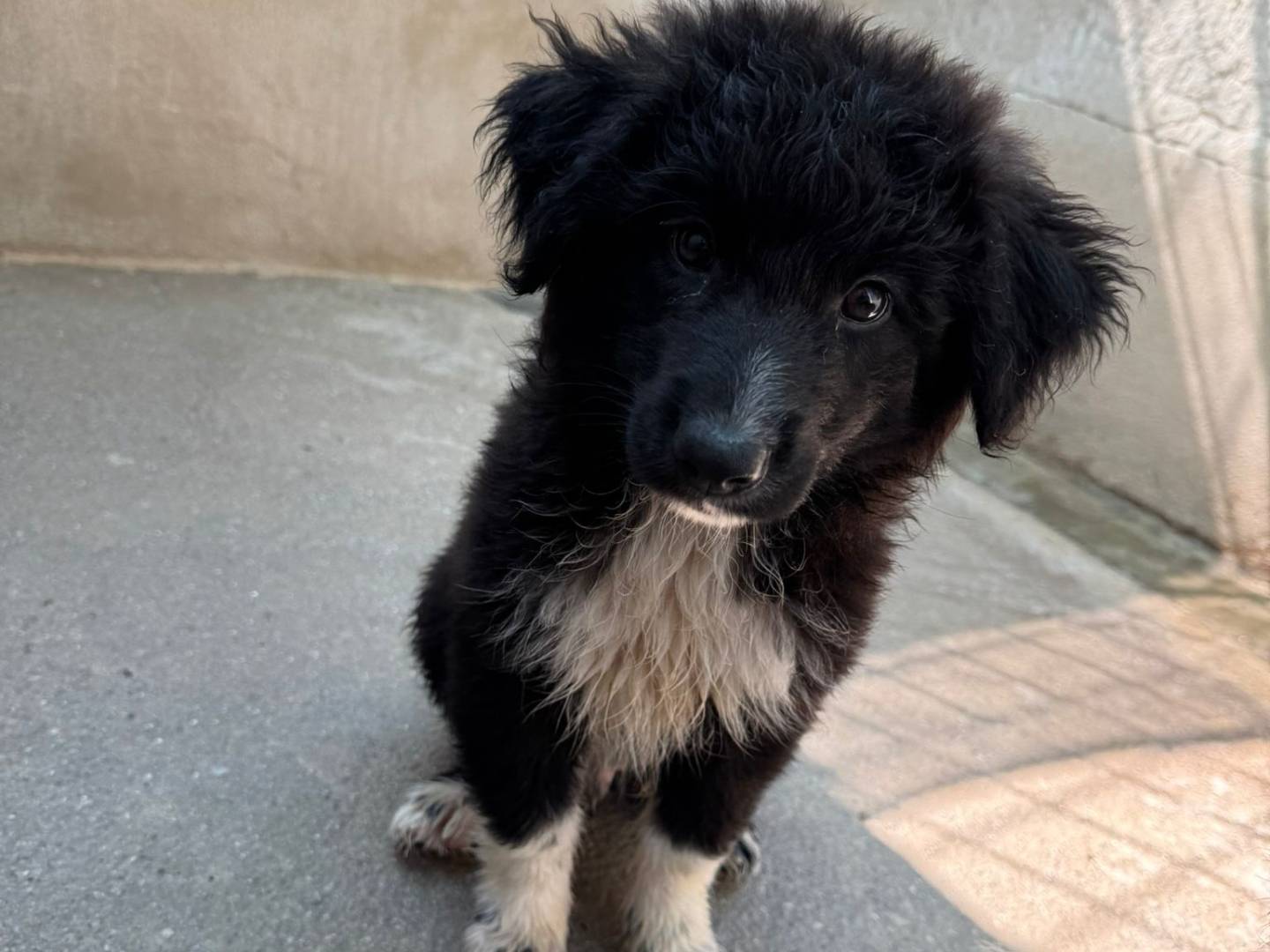 Adozione cane, maschio, Razza sconosciuta Razza sconosciuta, 2 mesi, taglia grande, Firenze