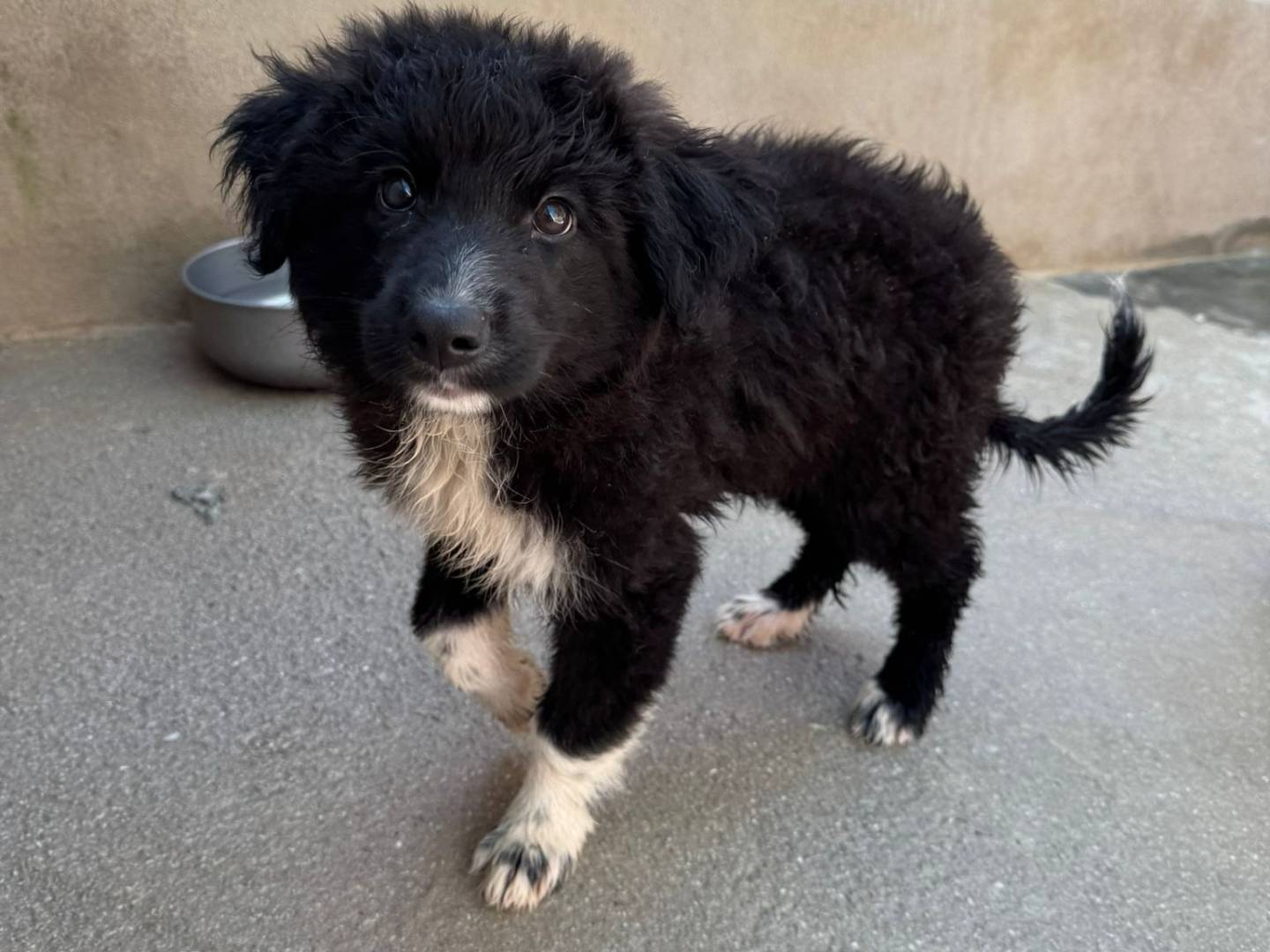 Adotta un cane, maschio, 2 mesi, Firenze