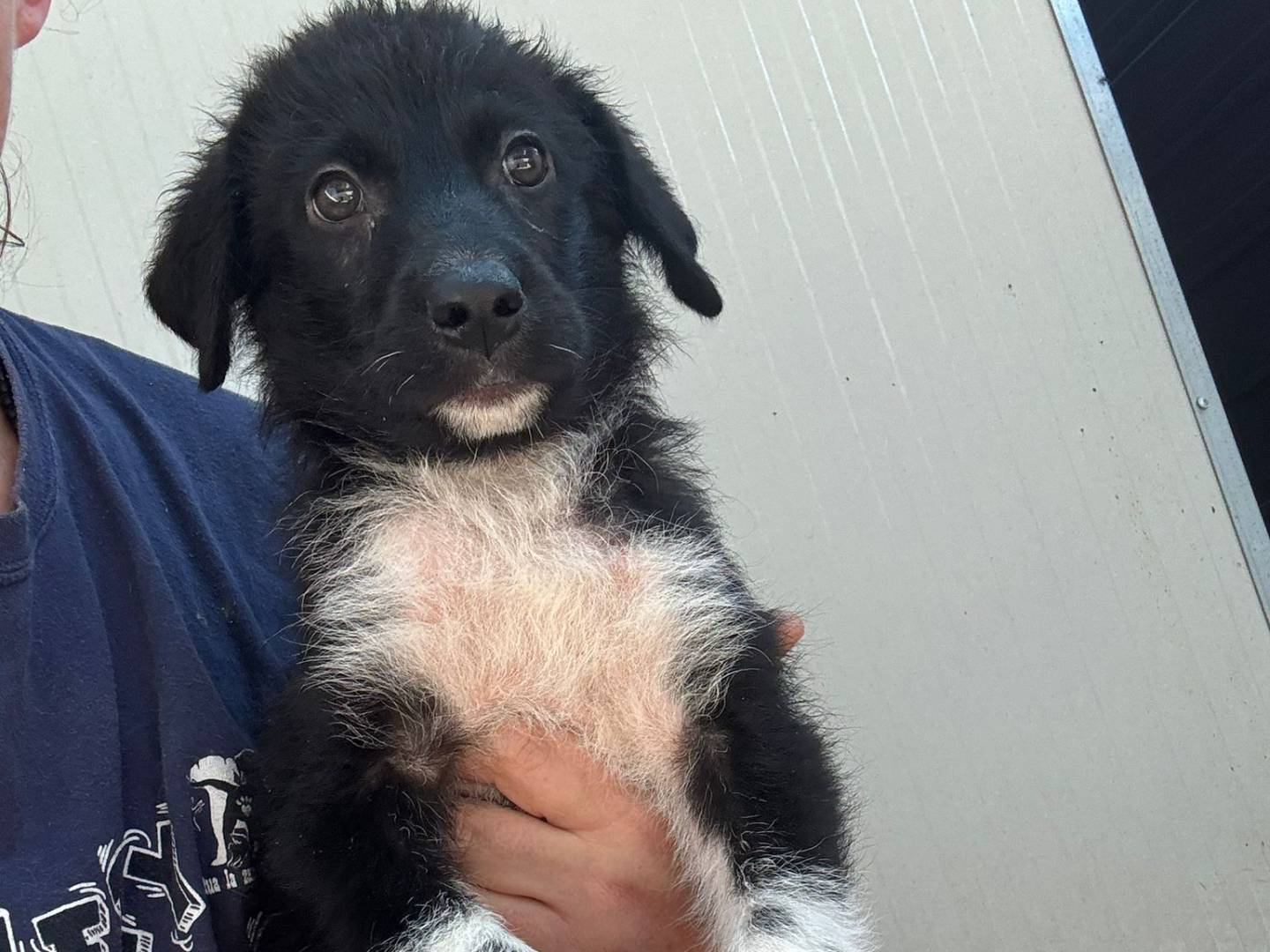 Adotta un cane, taglia grande, maschio, Firenze