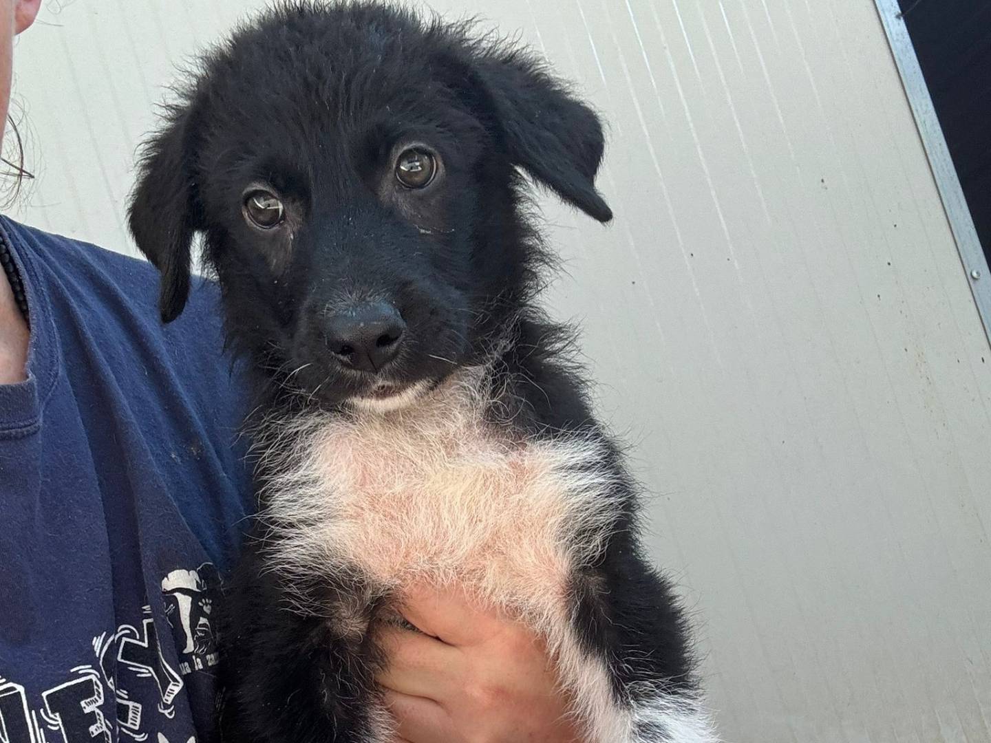 Vuoi adottare un cane a Firenze?