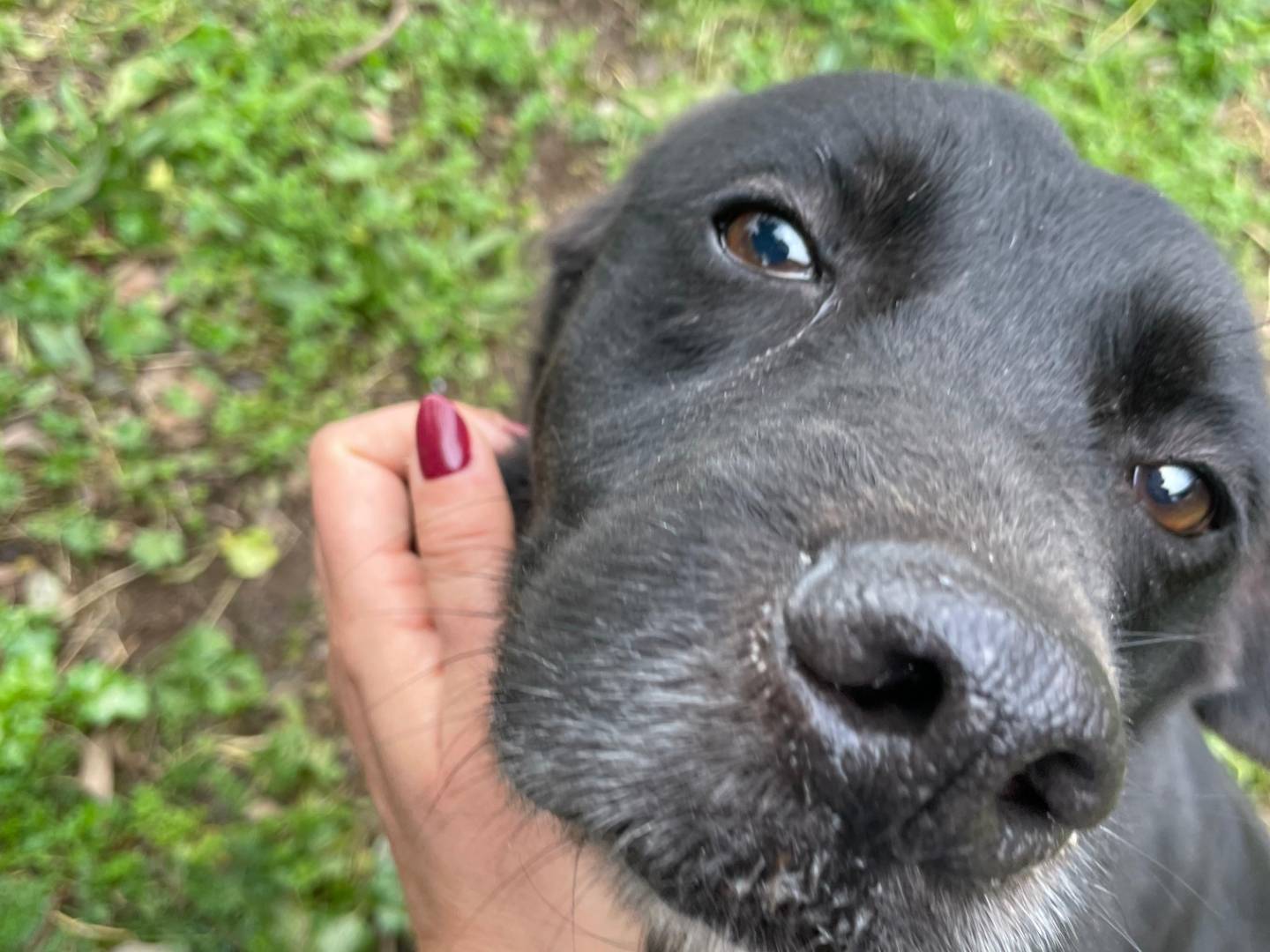 Adotta un cane, maschio, 8 anni e 6 mesi, Latina