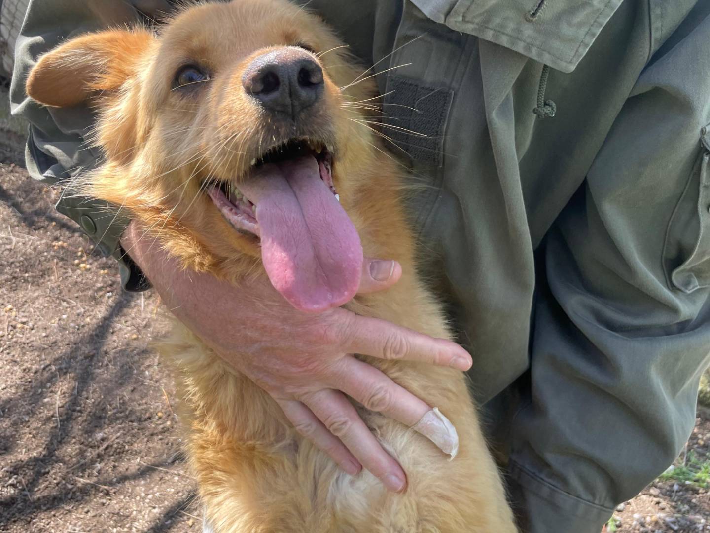 Adotta un cane, femmina, 5 anni e 1 mese, Latina