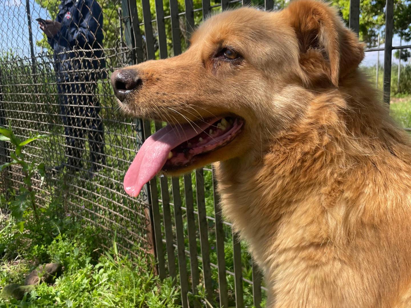 Adotta un cane, taglia media, femmina, Latina