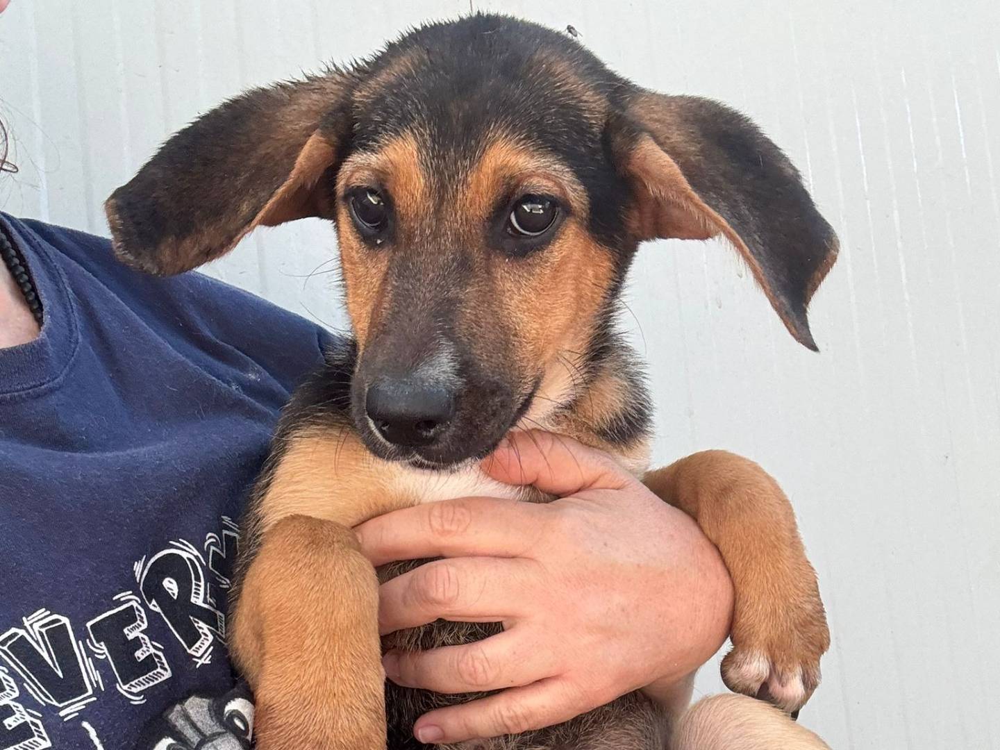 Adotta il cane SEGUGINI a Firenze