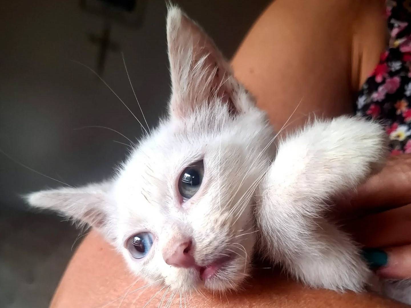 Adozione gatto, maschio, Razza sconosciuta Razza sconosciuta, 3 mesi, taglia non valida, Latina