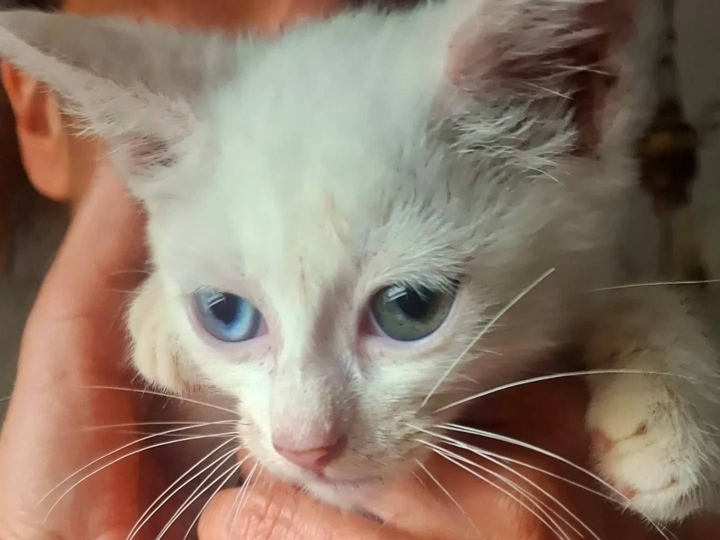 Adotta un gatto, taglia non valida, maschio, Latina