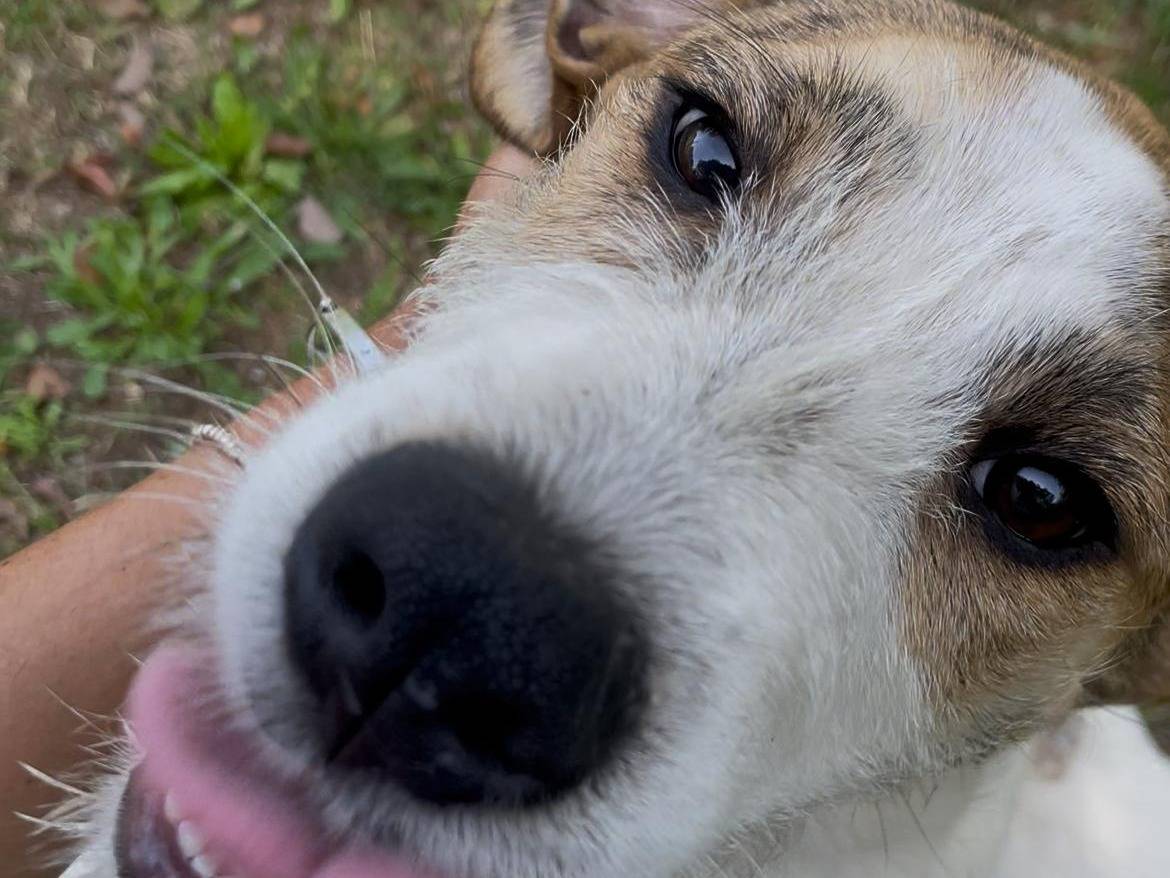 Adotta un cane, femmina, 5 mesi, Latina