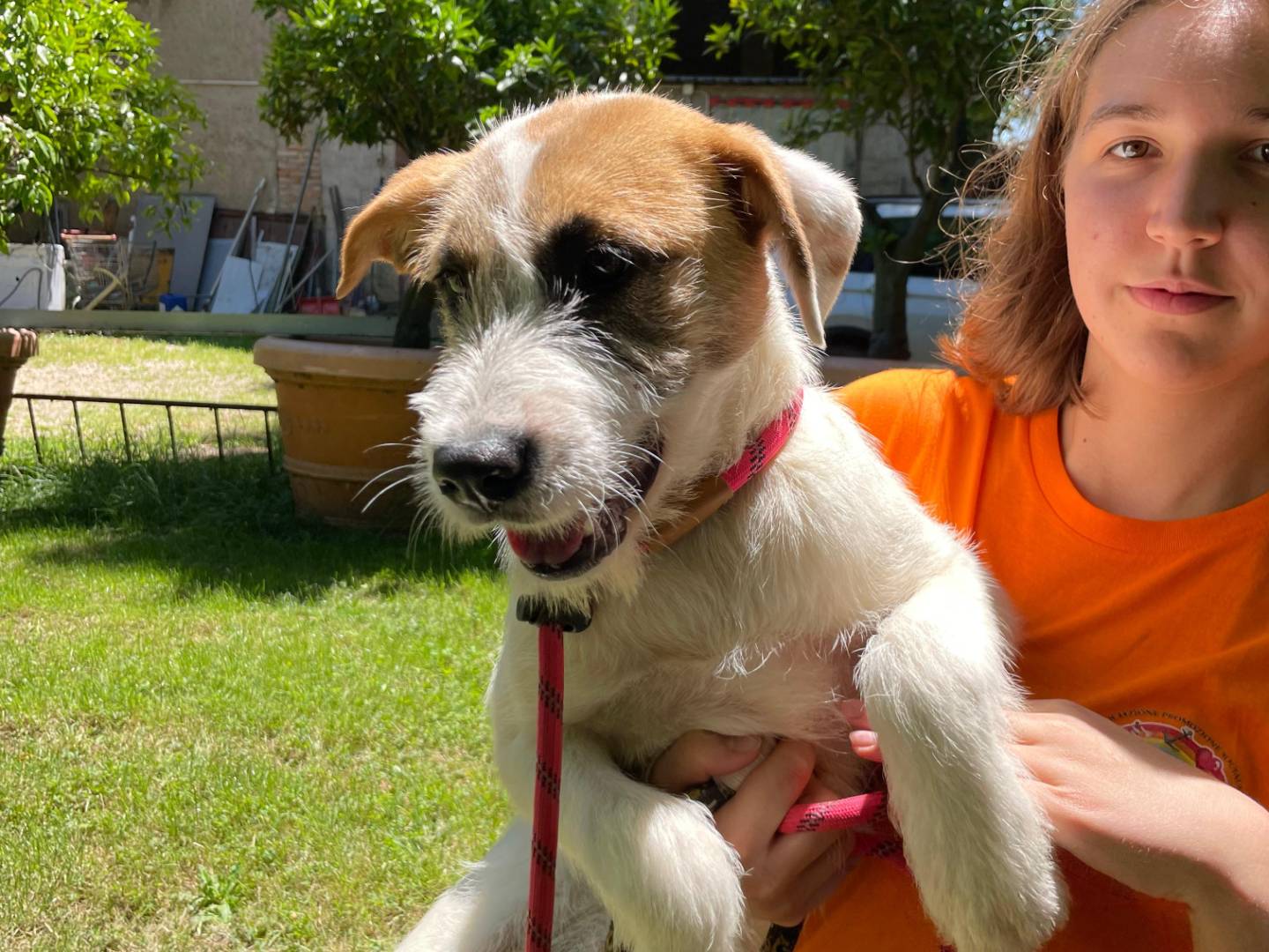 Adozione cane, femmina, Spinone Razza sconosciuta, 5 mesi, taglia media, Latina
